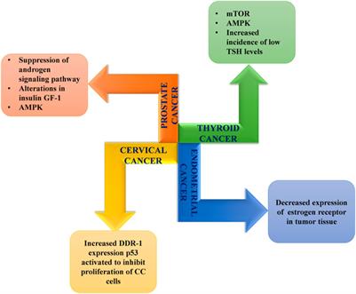 Metformin: Activation of 5′ AMP-activated protein kinase and its emerging potential beyond anti-hyperglycemic action